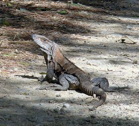 Ctenosaura_similis Spiny-tail Iguana reptiles animals Nicaragua – Best Places In The World To Retire – International Living